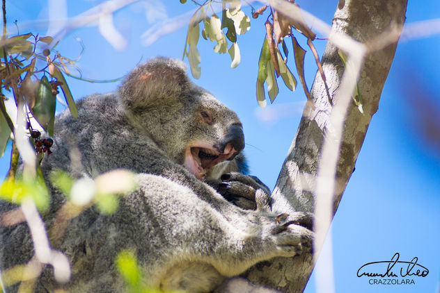 Tired Koala - Kostenloses image #458505
