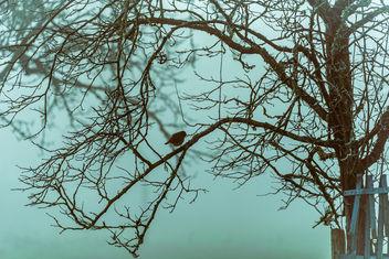 Alone in the Fog - бесплатный image #458635