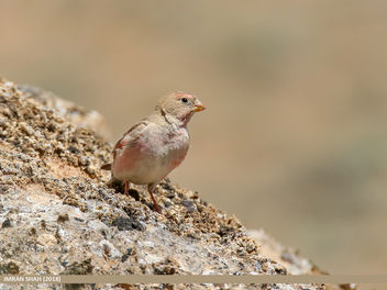 Mongolian Finch (Bucanetes mongolicus) - Free image #458665