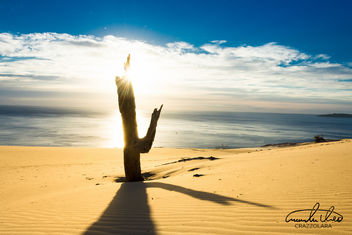 The Tree - Carlo Sand Blow - image #458915 gratis