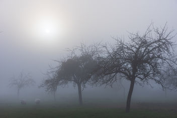 Lost in the Mist - Free image #459055