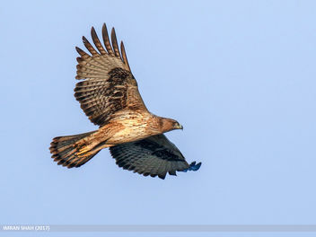 Bonelli's Eagle (Aquila fasciata) - image gratuit #459095 