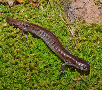 Smallmouth salamander (Ambystoma texanum) - бесплатный image #459205