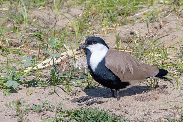 Spur-winged Lapwing - image gratuit #459335 