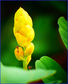 flower and pollinator - image #459395 gratis
