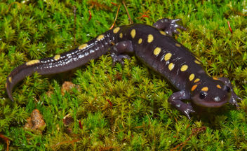 Spotted salamander (ambystoma maculatum) - Free image #459435