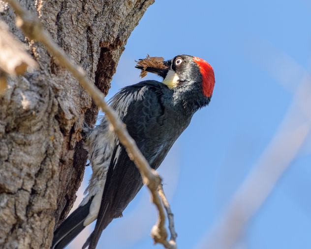 Acorn Woodpecker (f) preparing nest - Free image #459755