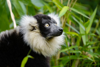 Lemur - image #459805 gratis