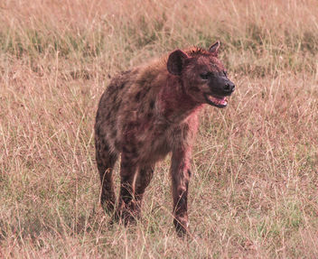 Spotted Hyena, Maasai Mara - image gratuit #460005 