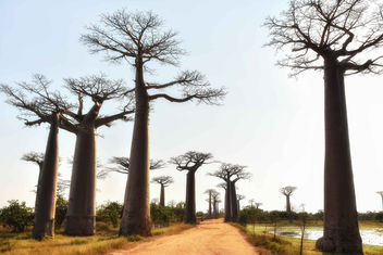 Baobab Avenue - Free image #460025
