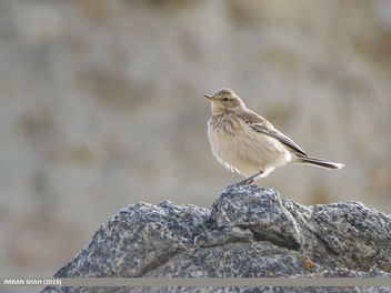 Water Pipit (Anthus spinoletta) - Free image #460095