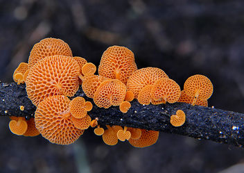 Favolaschia calocera - Orange Pore fungus, - бесплатный image #460175