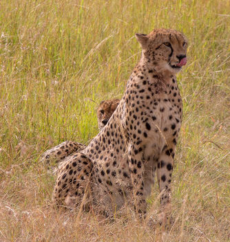 Cheetah, Maasai Mara - image #460545 gratis