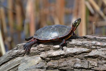 Turtle Stalking - Kostenloses image #461165