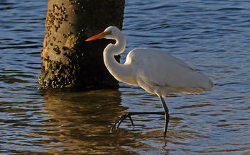 Eastern Great Egret. - бесплатный image #461295