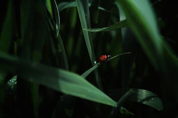 A ladybug. - image #461455 gratis