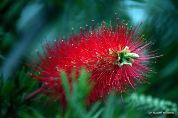 The red-bottle-brush by iezalel williams IMG_1348-002 - image #461765 gratis