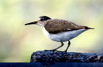 The young sandpiper - Kostenloses image #461925