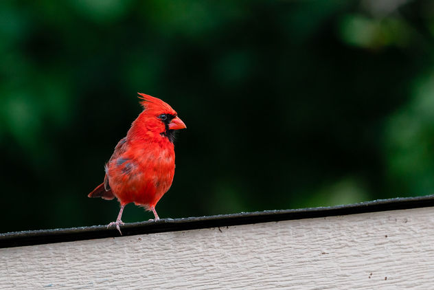 Male Cardinal on Our Shed - image gratuit #461945 