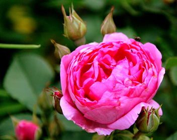 The pink rose - image #461955 gratis