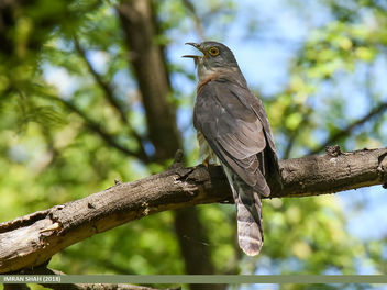 Common Hawk-cuckoo (Hierococcyx varius) - image gratuit #462265 