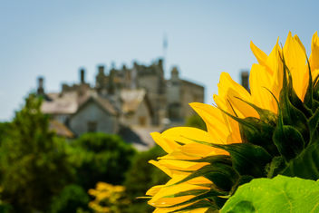 Sun(flower) Rise at Sizergh Castle - image gratuit #462335 