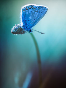 Butterfly - image #462455 gratis