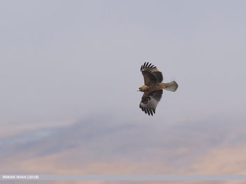 Booted Eagle (Hieraaetus pennatus) - Free image #462645