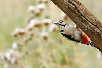Great Spotted Woodpecker - бесплатный image #462925