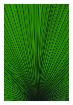 The Palm Leaf - Free image #463625