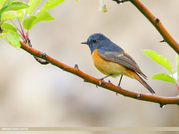 Blue-fronted Redstart (Phoenicurus frontalis) - Free image #463885