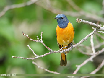 Blue-fronted Redstart (Phoenicurus frontalis) - Free image #463945