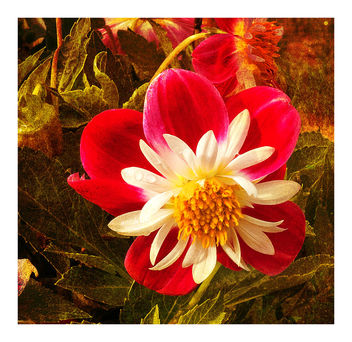 Flower Blooming in Warm Daylight of the Alaska Summer - image #464025 gratis