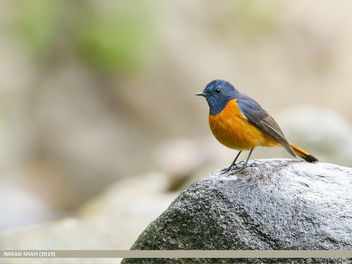 Blue-fronted Redstart (Phoenicurus frontalis) - Free image #464255