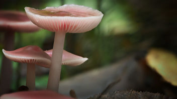 Pink Mushrooms - Free image #464305
