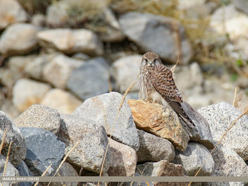Common Kestrel (Falco tinnunculus) - image gratuit #464315 