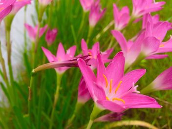 Pink grass flowers - image #464365 gratis