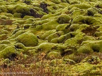 Marsh park, Iceland - Free image #464475