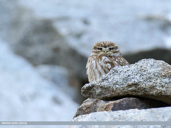 Little Owl (Athene noctua) - Free image #464735