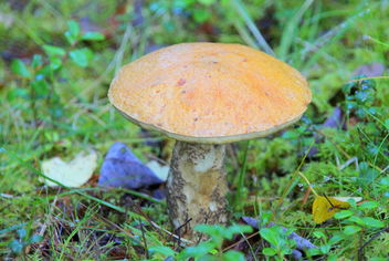 Mushroom - image #464855 gratis