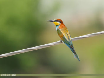 European Bee-eater (Merops apiaster) - бесплатный image #465485