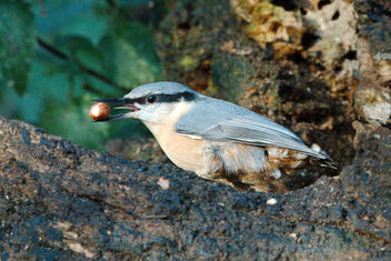 Nuthatch - Kostenloses image #465495