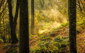 Mist in the clearing - image #465765 gratis