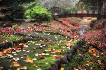 Leaves Have Fallen - image #465815 gratis