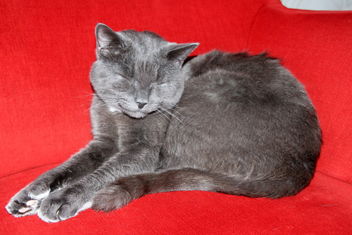 Sleepy Niilo-cat - image #466185 gratis