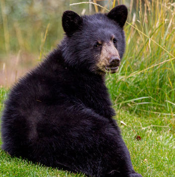 Black bear cub - image gratuit #466355 
