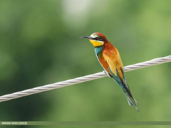 European Bee-eater (Merops apiaster) - бесплатный image #466565