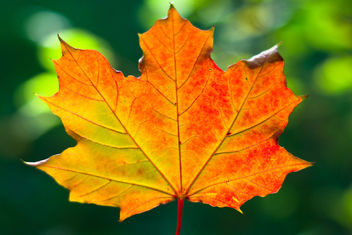 Maple Leaf - image #466735 gratis