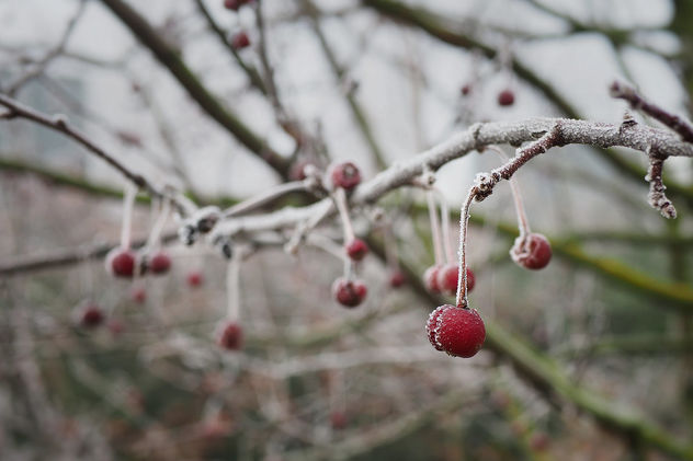 A bit of winter - image gratuit #467065 
