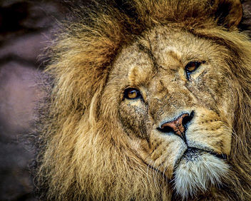 Lion 3 - image gratuit #467105 